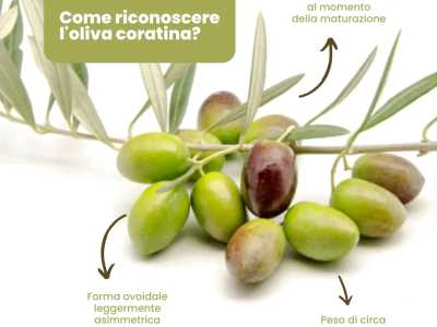 Frutto che � di colore verde ma che diventa nero-violaceo nella fase della maturazione, di forma ovoidale leggermente assimetrica e del peso di circa 4 grammi (foto della pagina facebook di "Terre di Coratina")
